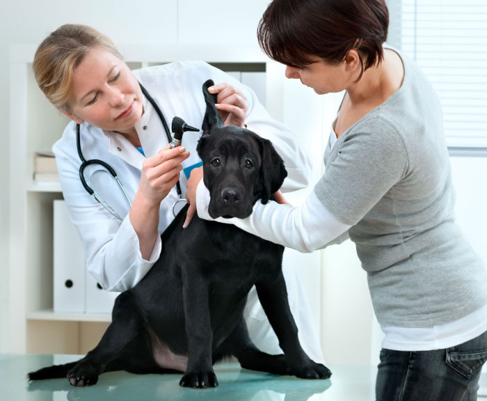 What to Expect from Your Local Pet Spay Neuter Clinic