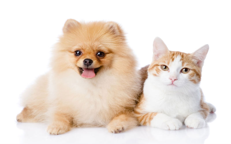 Pet Grooming in Timonium, MD is Available for All Dog Breeds