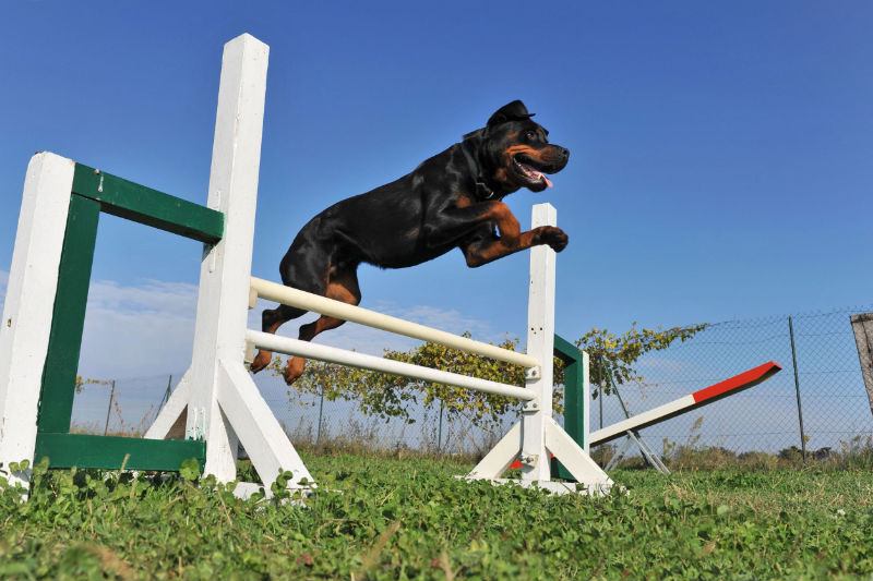 Common Questions About Pet Boarding In Omaha, NE