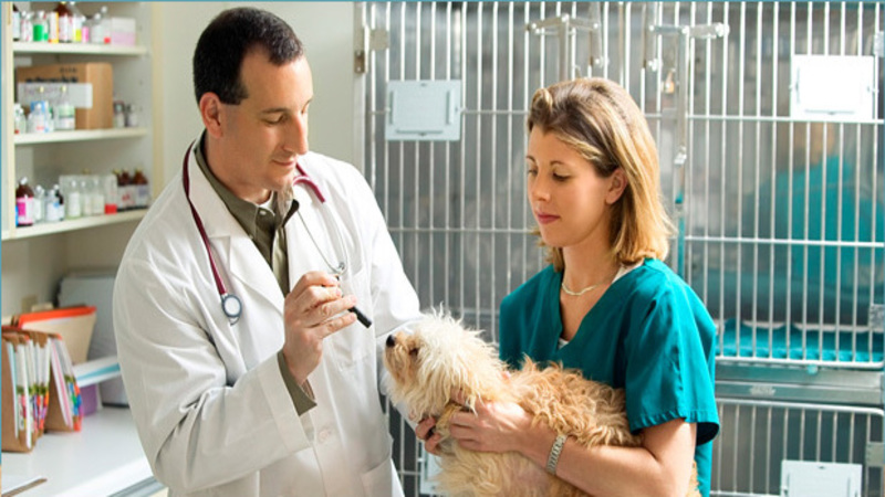 Preventative Care with Pet Vaccines in Manahawkin, NJ